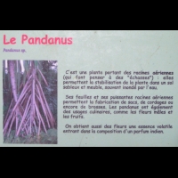 Pandanus (texte)